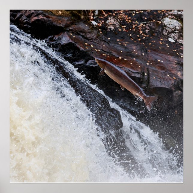 Póster Salmo salmo-salmo-do-atlântico (Frente)