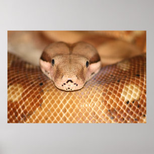 Poster Salmon da boa