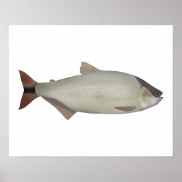 Poster Salmón de rio