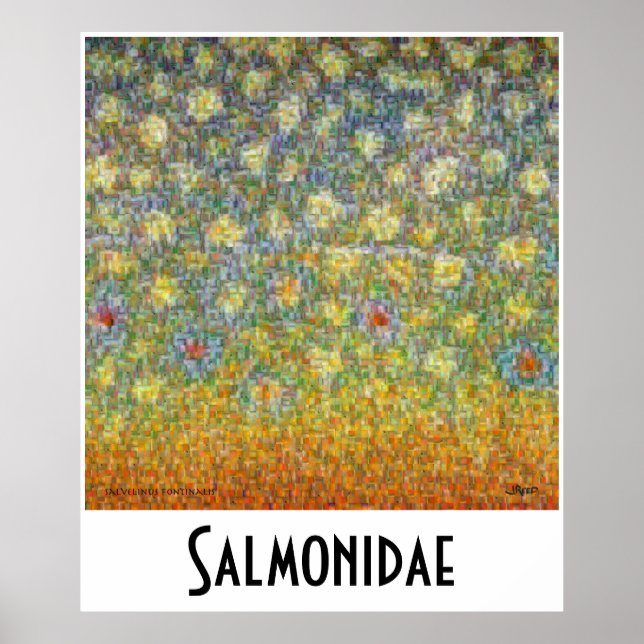 Poster Salmonídeos Peles Montados (Frente)