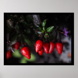 Póster Salsa Chili Peppers Red Hot Garden