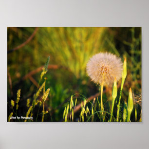 Poster Salsifi Ocidental de Verão Cedo