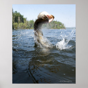 Poster Saltar de Pike do norte da água em um lago