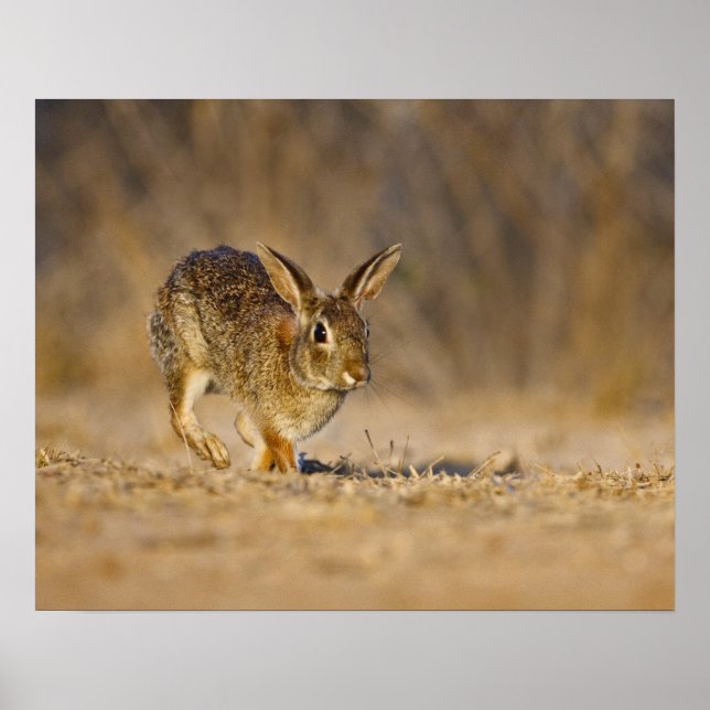 Poster Salto de coelho-do-campo oriental (Frente)
