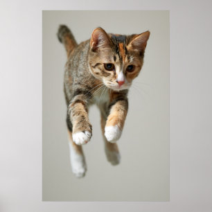 Póster Salto do gato de chita