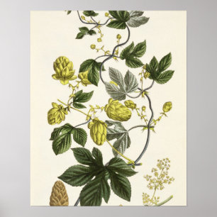 Poster Salto Vine, do 'Jovem Landsman', publicou Vie