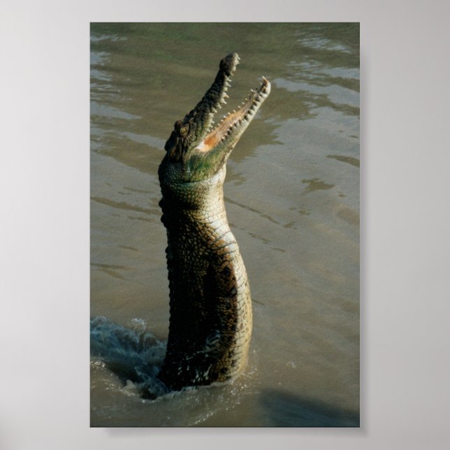 Póster Saltwater Croc (Frente)