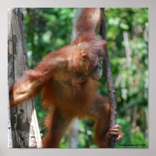 Poster Salvar animais selvagens de Bornéu dos orangotang