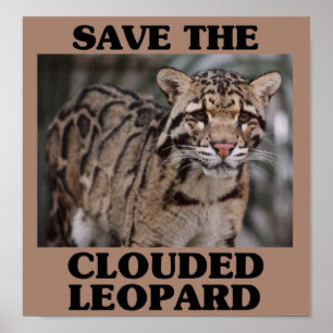Póster Salvar o leopardo nublado