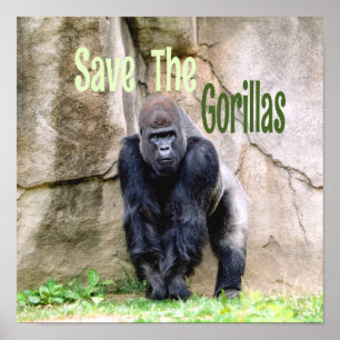 Poster Salvar Os Gorilas
