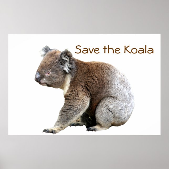 Póster Salve o Koala (Frente)