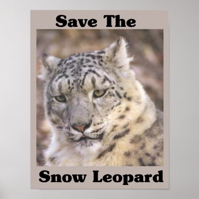 Póster Salve o Leopardo da Neve (Frente)