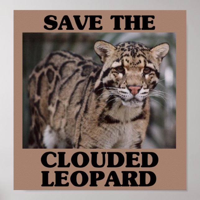 Póster Salve o Leopardo Nublado (Frente)