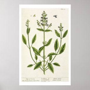 Poster Salviam "de um erval curioso", 1782 (cor engr