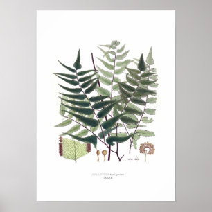 Póster Samambaia