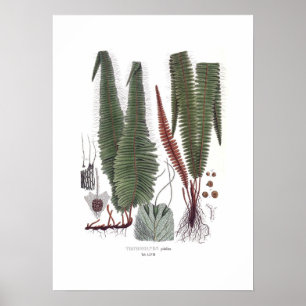 Poster Samambaia