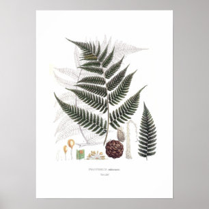 Poster Samambaia