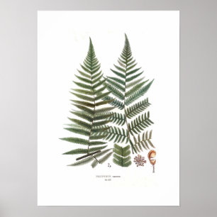 Poster Samambaia