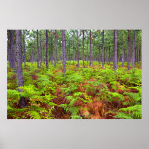 Póster Samambaia Comum (Pteridium Aquilinum) Crescendo