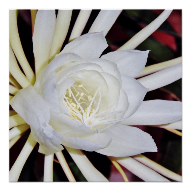 Póster Samambaia-de-estágio-noturno (Frente)