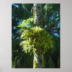 Póster Samambaia de Staghorn