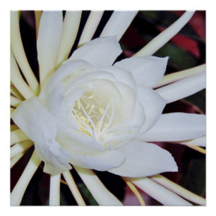 Póster Samambaia Estrela-do-Amazonas