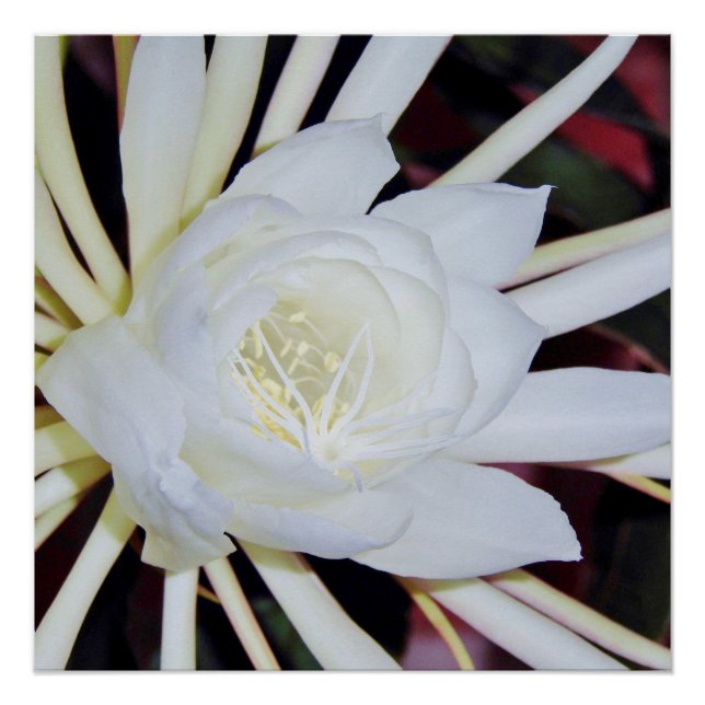 Póster Samambaia Estrela-do-Amazonas (Frente)