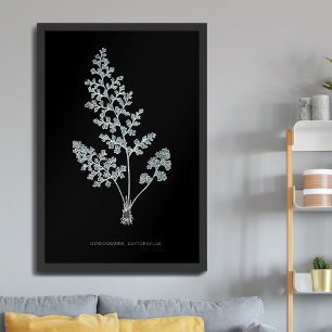 Poster Samambaia - Gymnogramma Leptophylla - efeito de ra