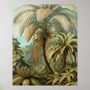 Póster Samambaia Palmeira Antiga Arte Botânica Samambaia