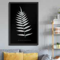 Samambaia - Polypodyum Fraxinifolium - efeito de r