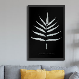 Poster Samambaia - Polypodyum Grandidens - efeito de raio