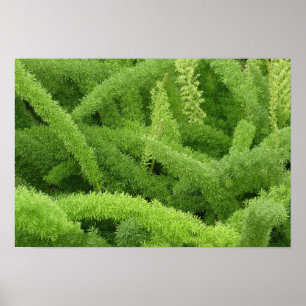 Póster Samambaia rabo de raposa, Asparagus densiflorus my