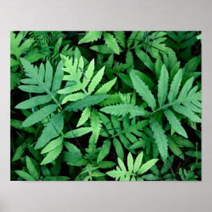 Póster Samambaias: Canvas--