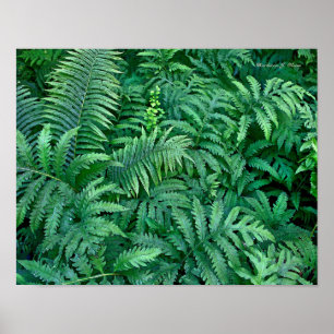 Póster Samambaias: Canvas--liso