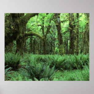 Póster Samambaias que cobrem um assoalho da floresta