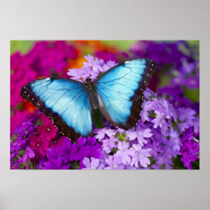 Póster Sammamish Washington Borboleta Tropical