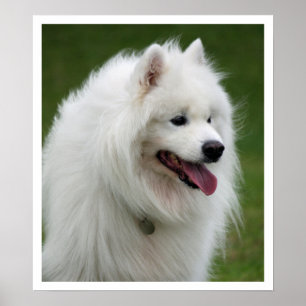 Poster Samoyed