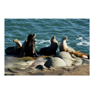 Póster San Diego Sea Lions