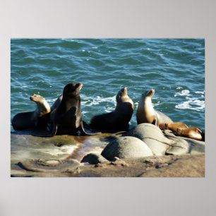 Póster San Diego Sea Lions