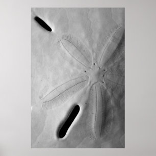 Poster Sand Dollar