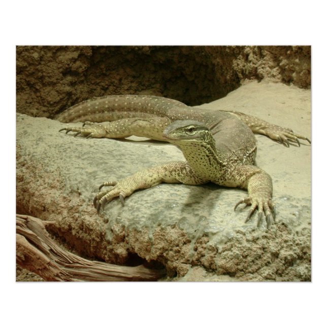 Póster Sand Goanna (Frente)