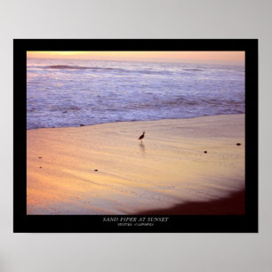 Póster Sand Piper no Sunset : Ventura - Califórnia