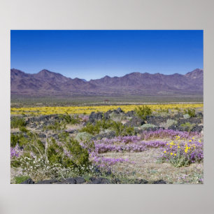 Póster Sand Verbena & Desert Dourado na Amboy Crater, CA,
