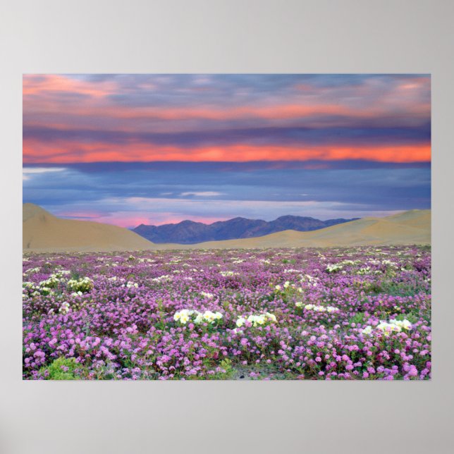 Poster Sand Verbena e flores silvestres de Primrose ao pô (Frente)