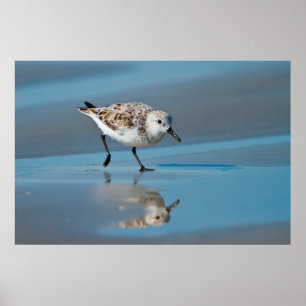 Poster Sanderling (Calidris Albe) se Alimentando na Praia