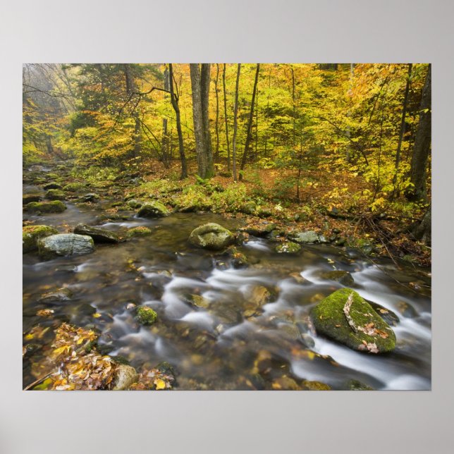 Poster Sanderson Brook. Floresta Estadual Chester-Blanfor (Frente)
