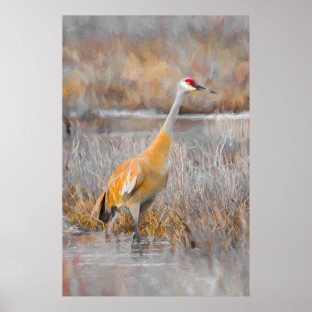 Póster Sandhill Crane (Frente)