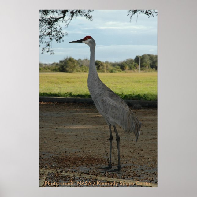 Poster / Sandhill Crane (Frente)