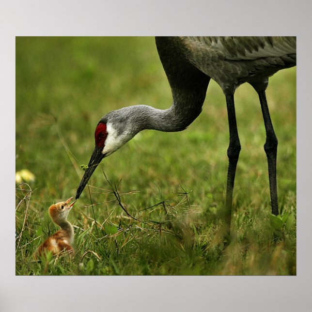 Póster Sandhill Crane & Baby (Frente)