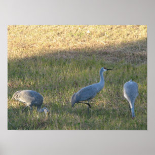 Poster Sandhill Crane Birds Comendo Grama Foto